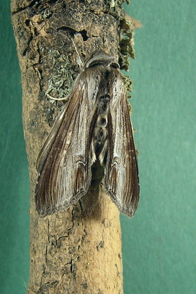 Cucullia (Cucullia) asteris, Noctuidae